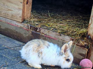 Mini Lion Lop rabbits Four Mini Lion Lops - Advert 6