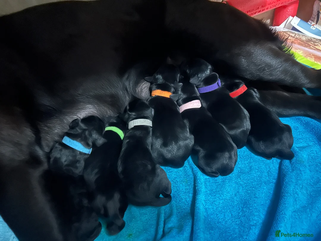Labrador Retriever dogs for sale: Labrador puppies in Alnwick - Advert 18
