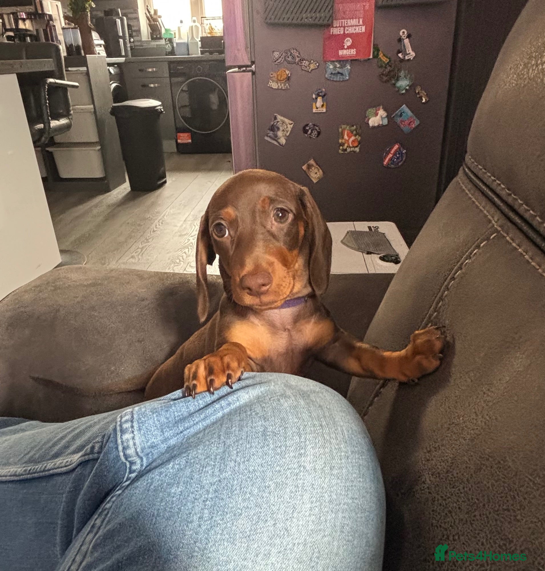 Miniature Dachshund dogs Mini dachshunds 1 boy & 1 girl left - Advert 2