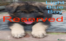 German Shepherd dogs for sale: Available Now! Last 2 German Shepherds Puppies - Image 9
