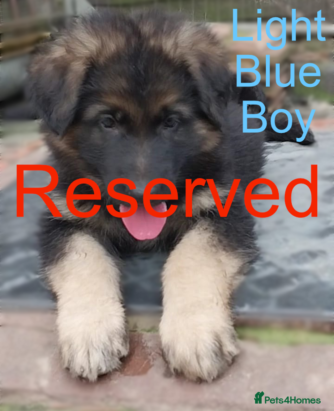 German Shepherd dogs for sale: Available Now! Last 2 German Shepherds Puppies - Image 9