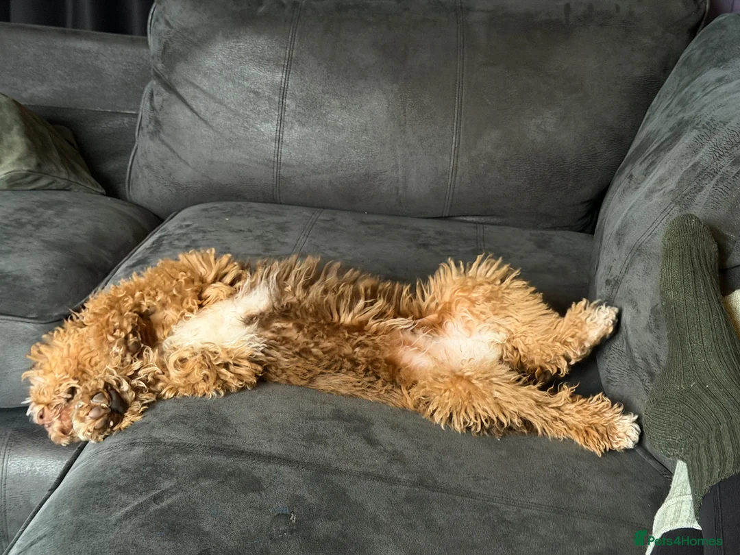 Cockapoo dogs for sale: Roxy - 5M cockapoo  - Advert 6