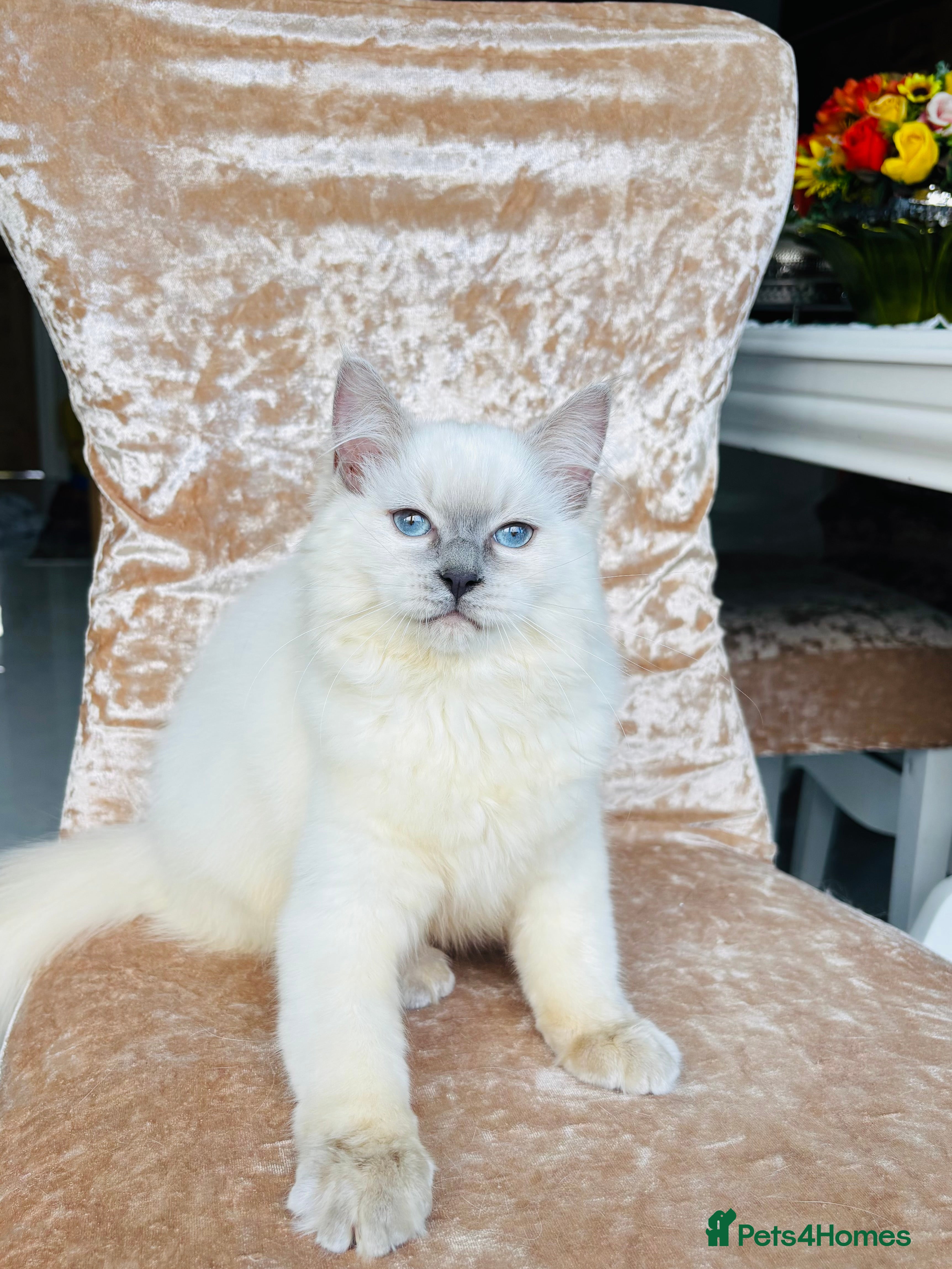 Ragdoll cats Beautiful ragdoll kittens  - Advert 13