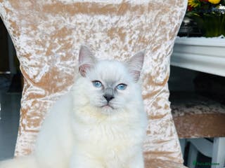 Ragdoll cats Beautiful ragdoll kittens - Advert 6