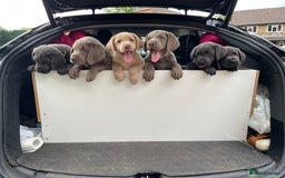 Labrador Retriever dogs for sale: Silver, Charcoal, Champagne Labrador Puppies  - Image 11