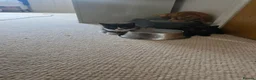 Mixed Breed cats for sale: A mix of beautiful kittens - Advert 30