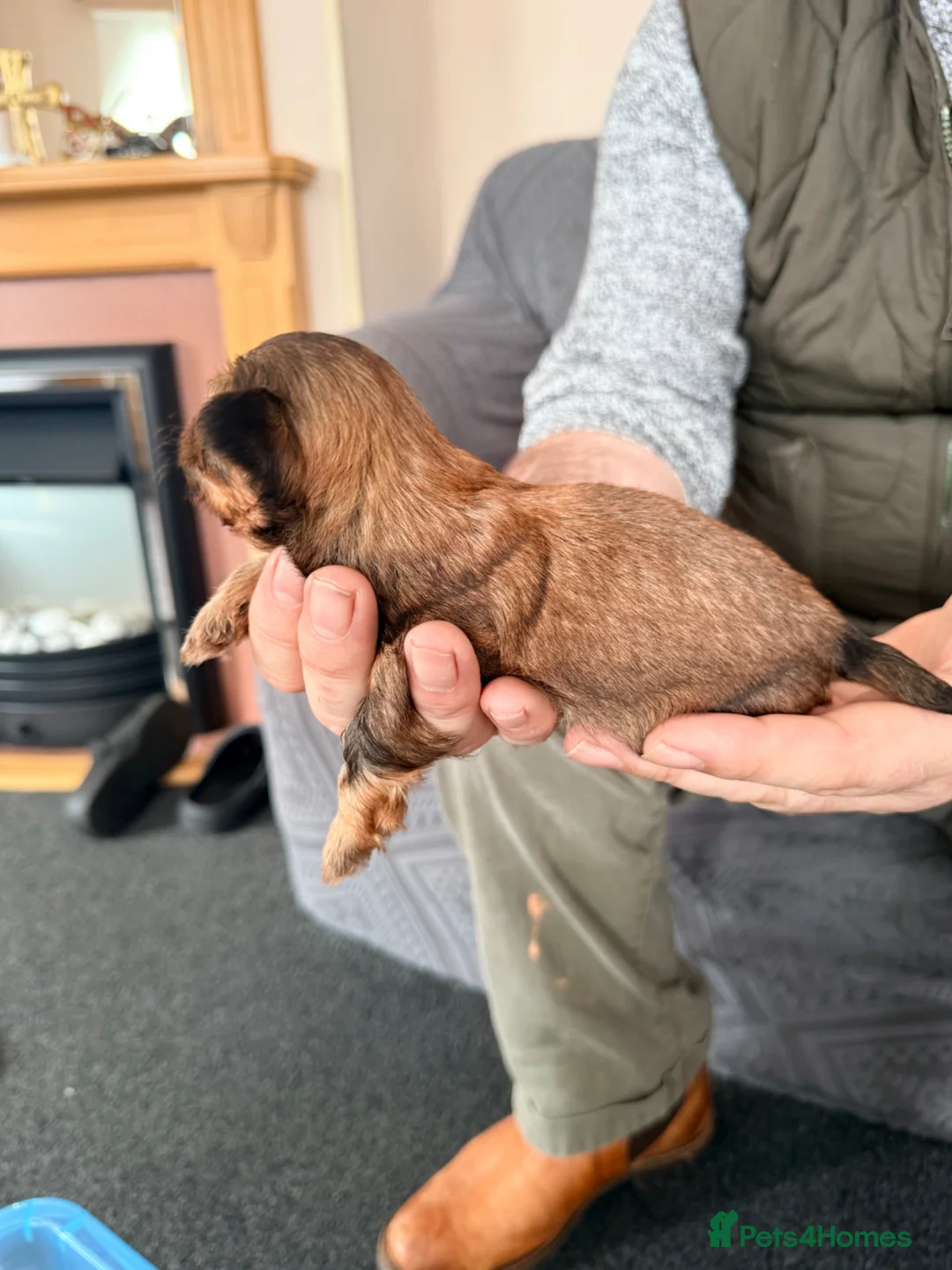Shorkie dogs for sale: Beautiful shorkie puppies  in Montrose - Advert 9