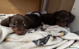 Miniature Dachshund dogs for sale: KC Registered Miniature Dachshund Puppies For Sale - Image 17