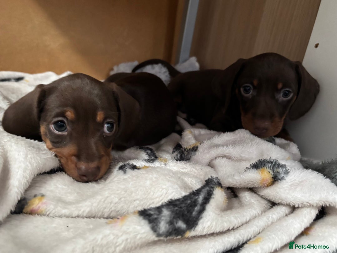 Miniature Dachshund dogs for sale: KC Registered Miniature Dachshund Puppies For Sale - Image 17