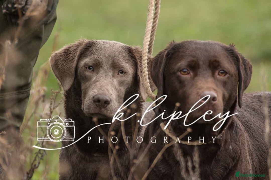 Labradoodle dogs for sale: Winter’s Rare Silver & Merle Labradoodle Puppies - Image 6