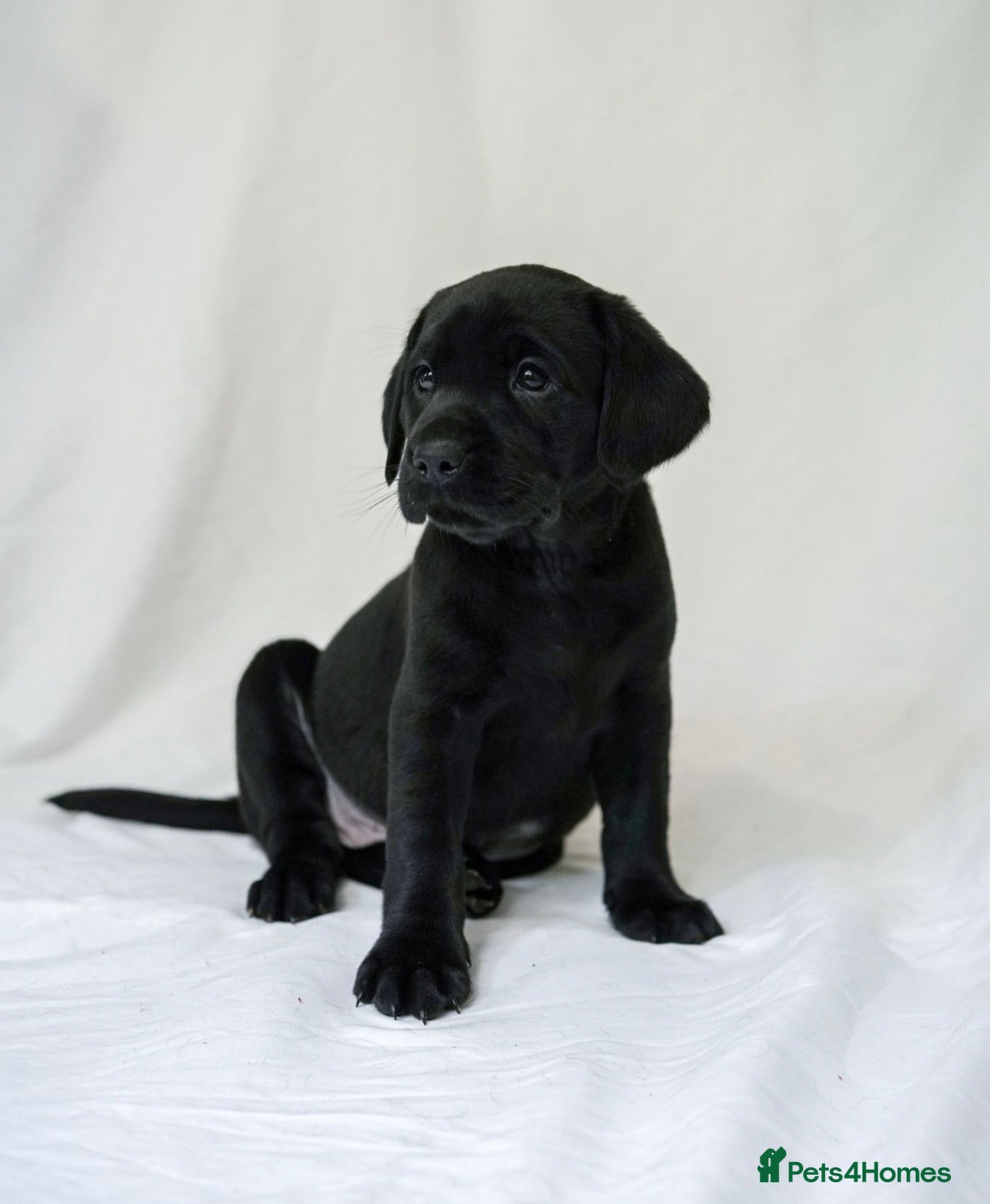 Labrador Retriever dogs KC Labrador Puppies - Licensed Breeder READY NOW - Advert 1