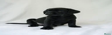 Labrador Retriever Puppy 8