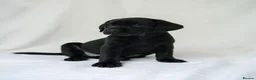 Labrador Retriever dogs for sale: KC Labrador Puppies - Licensed Breeder READY NOW - Advert 1
