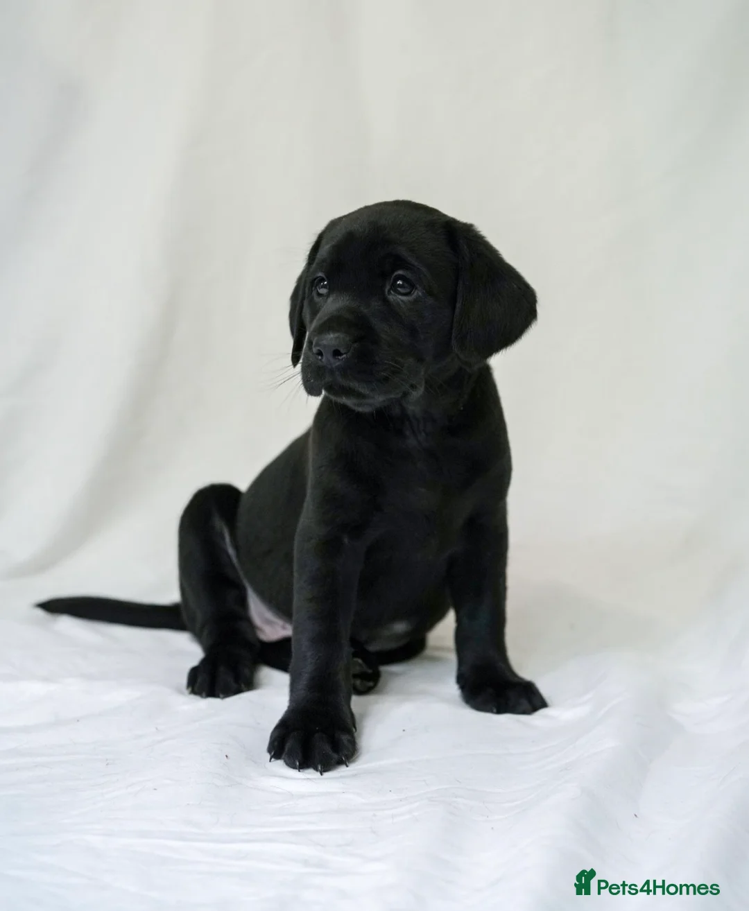 Labrador Retriever dogs for sale: KC Labrador Puppies - Licensed Breeder READY NOW - Advert 1
