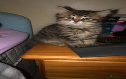British Longhair cats for sale: Kittens - Image 1