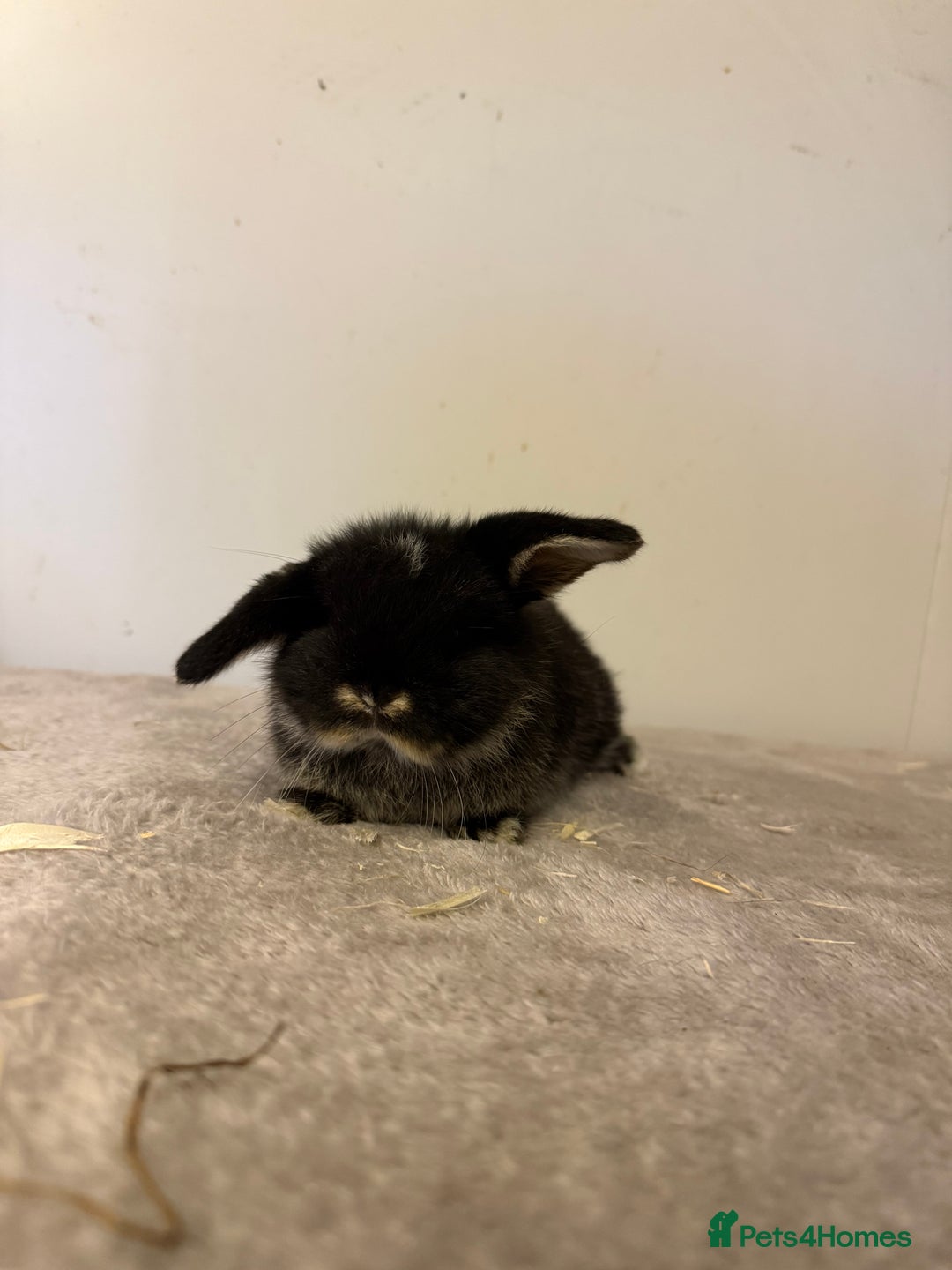 Mini Lop rabbits for sale: Pure mini lops rabbits ready end of December  - Advert 8