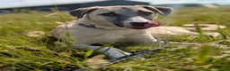 Mixed Breed dogs for adoption: Meet Oscar, currently residing in West Midlands  in Tipton - Advert 1