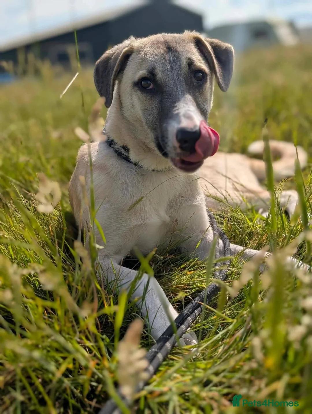 Mixed Breed dogs for adoption: Meet Oscar, currently residing in West Midlands  in Tipton - Advert 1