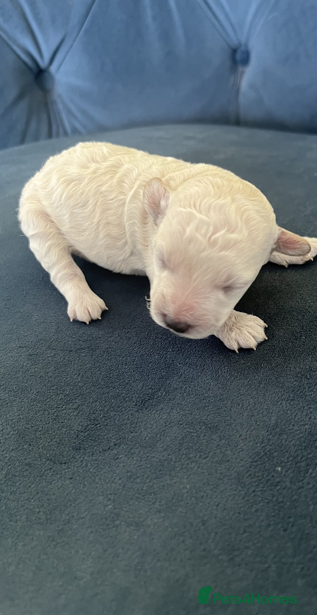 Miniature Poodle dogs for sale: Bred for temperament , health and quality. - Image 28