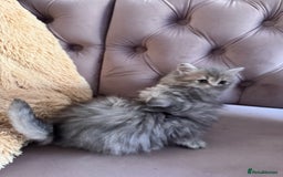 British Longhair cats for sale: British Long Hair Kittens - Image 12
