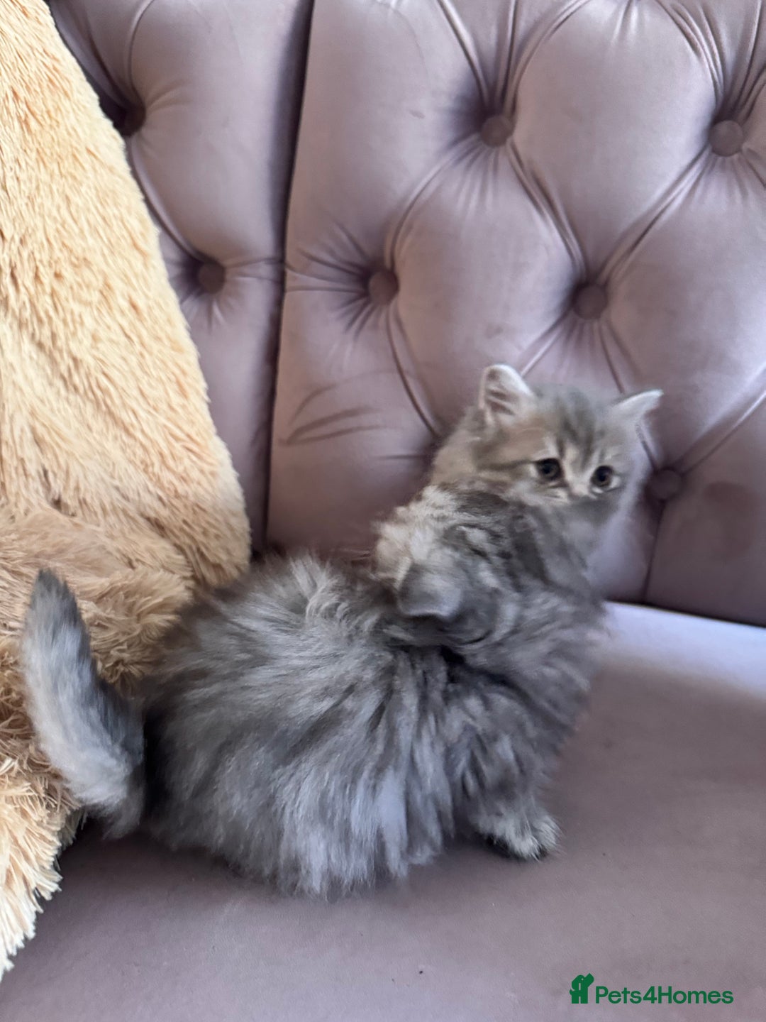 British Longhair cats for sale: British Long Hair Kittens - Image 12