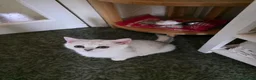 British Shorthair cats for sale: British Shorthair kittens  - Advert 4