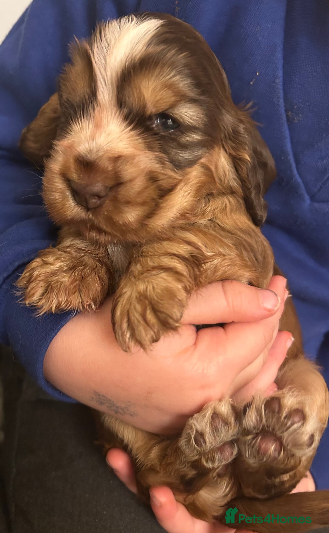 Cocker Spaniel dogs for sale: ⭐ Sable Show Cocker Spaniels ⭐  - Advert 3