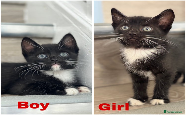 Mixed Breed cats - Advert 3