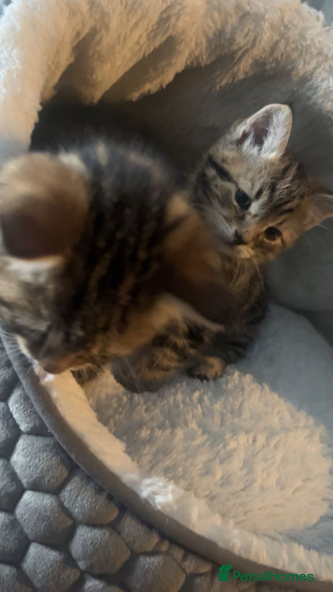 Mixed Breed cats for sale: 8 week old 1 boy 1 girl  - Advert 5