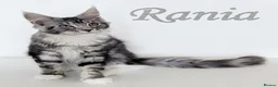 Maine Coon cats for sale: 👑 MajestiPaws: The Heritage Litter 🐾 - Advert 3