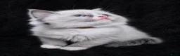 Ragdoll cats for sale: Sweet Ragdoll Kittens Looking for Loving Families  - Advert 7