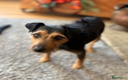 Mixed Breed dogs for sale: Male puppy - Image 6