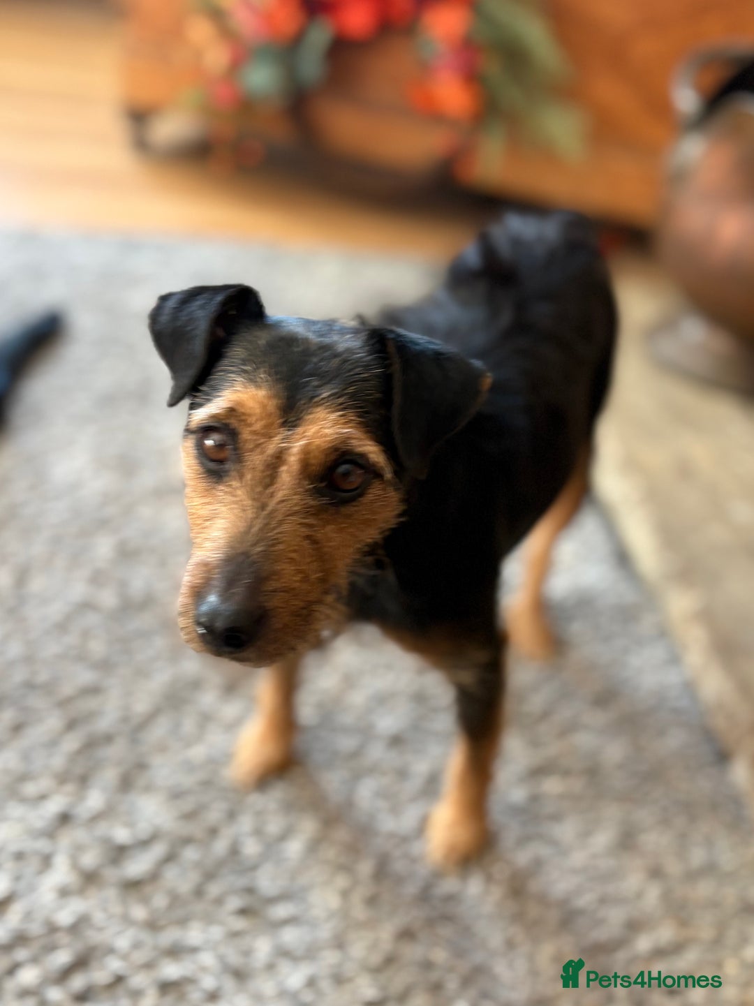 Mixed Breed dogs for sale: Male puppy - Image 6