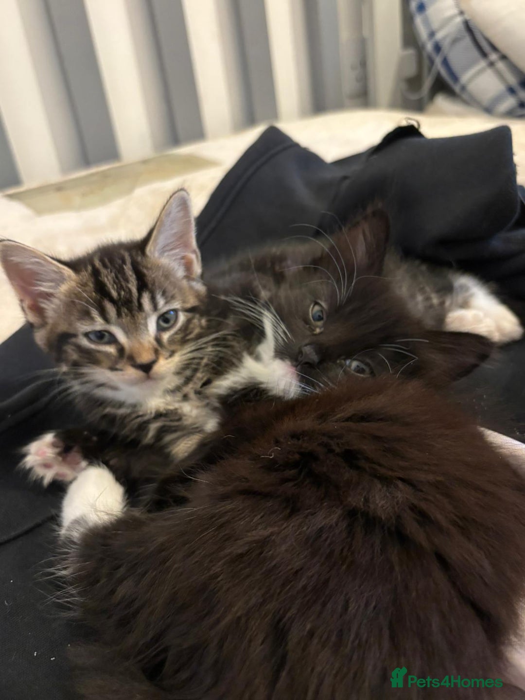 Bengal cats for sale: 2 female bengals  - Image 6