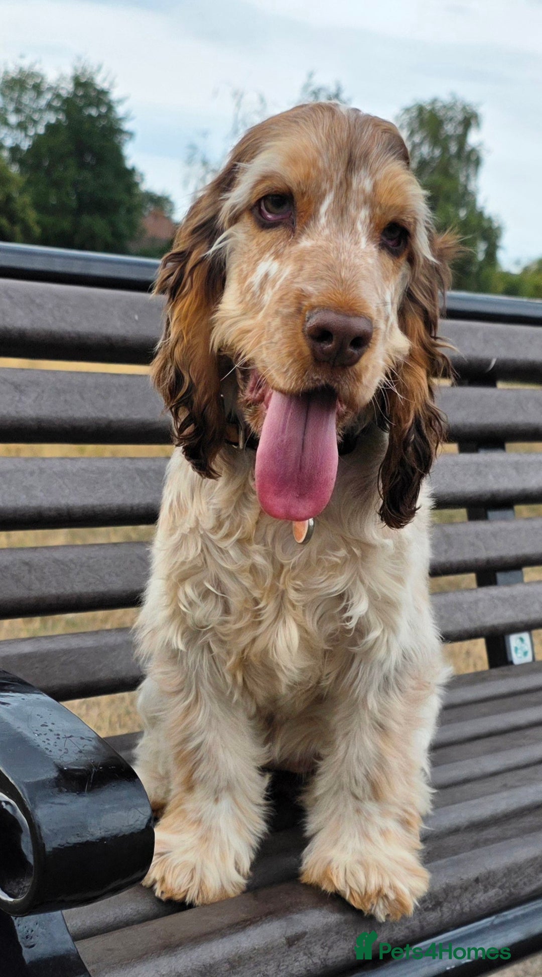 Cocker Spaniel dogs for sale: Wanted a special home for my special girl - Image 5
