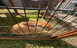 Californian rabbits for sale: 2 Female Californian Rabbits. - Image 9