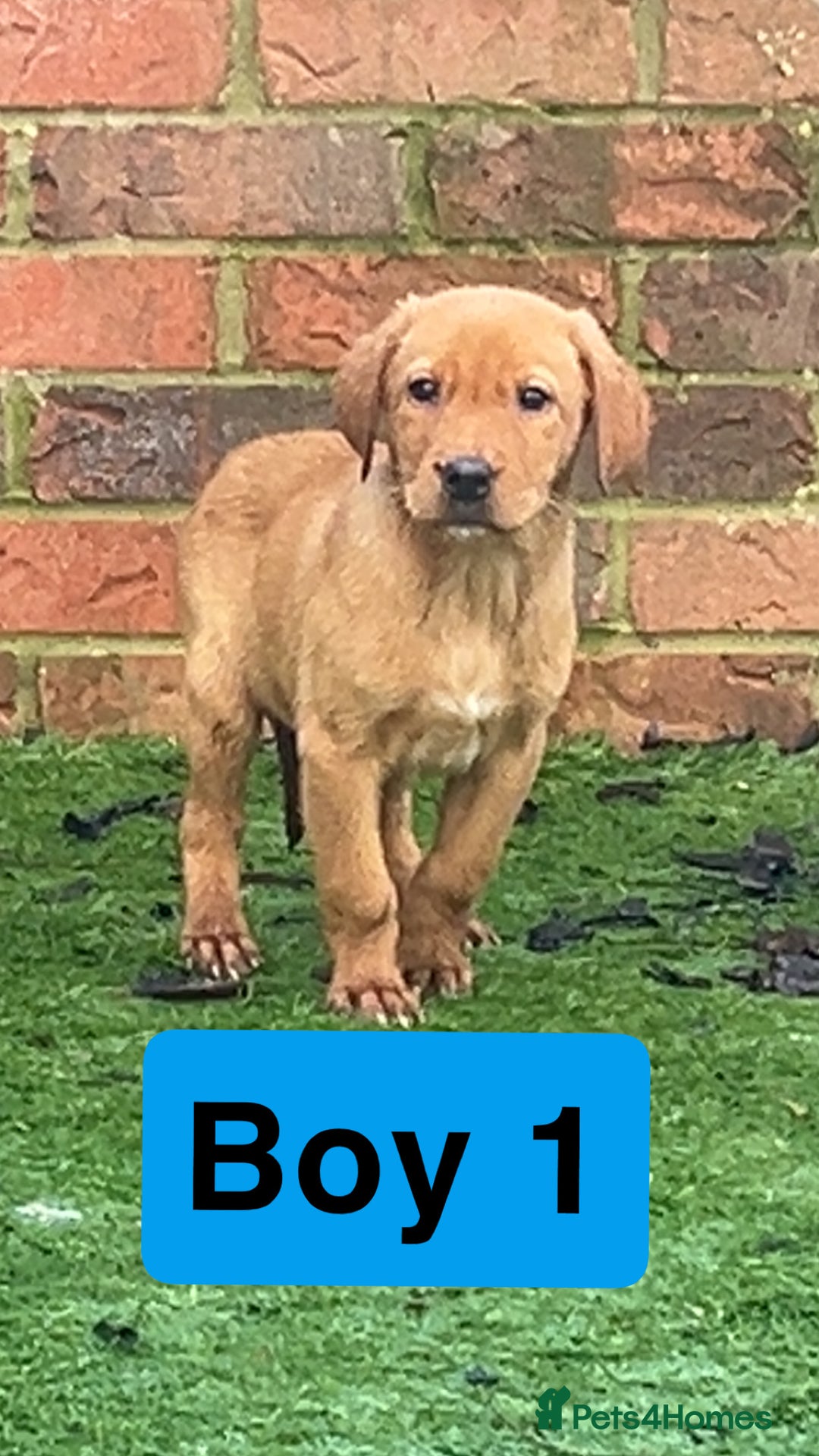 Labrador Retriever dogs for sale: Red Fox Labrador Puppies! ❗️ready now❗️ - Advert 5
