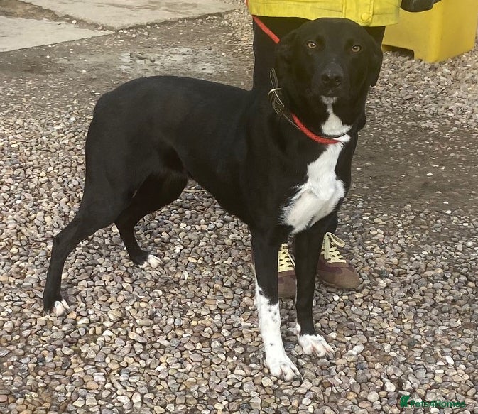 Mixed Breed dogs Sweet Marnie wants a new loving forever home - Advert 1