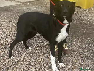 Mixed Breed dogs Sweet Marnie wants a new loving forever home - Advert 1