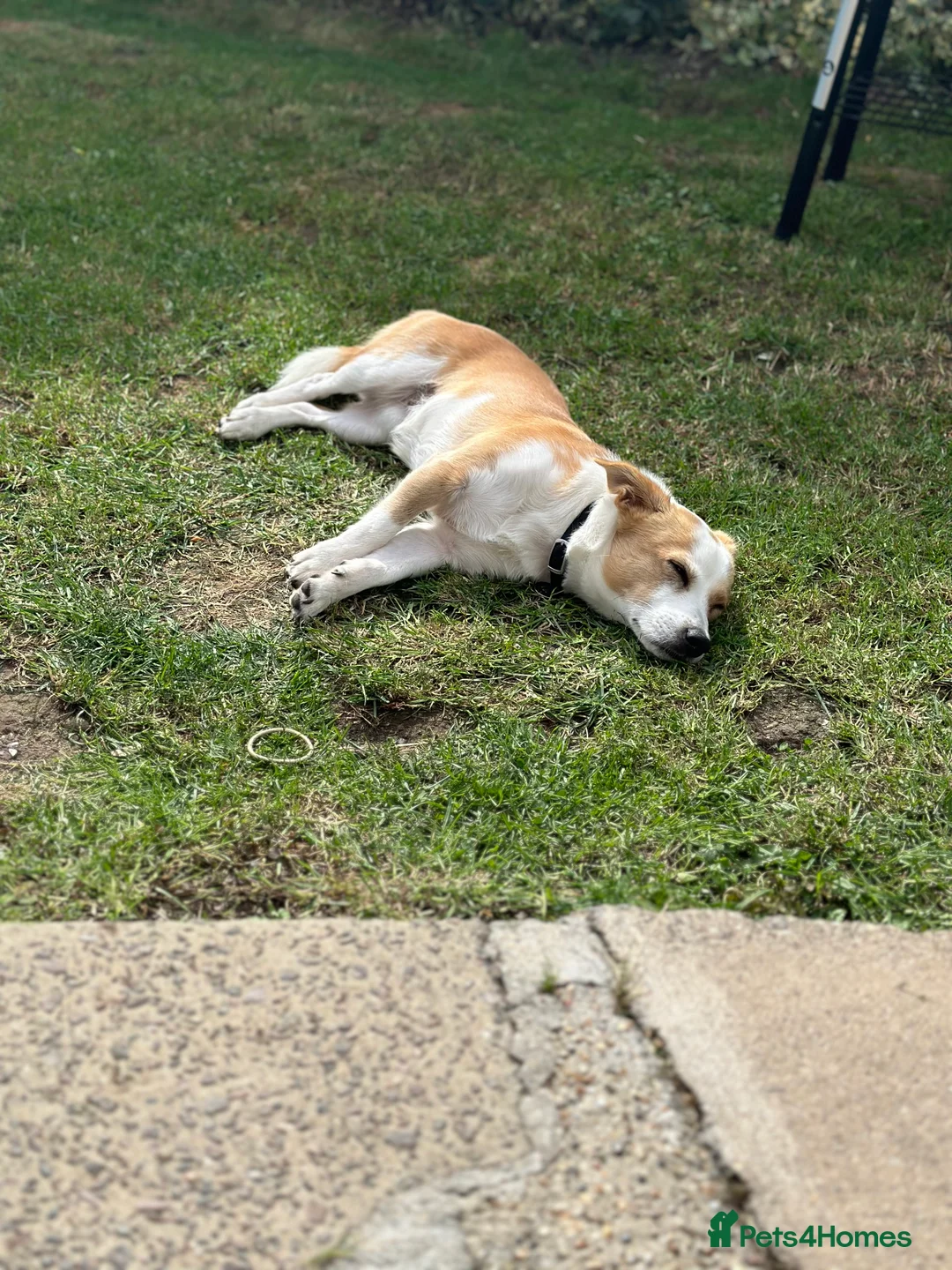 Mixed Breed dogs for sale: Dog for rehoming - Advert 11