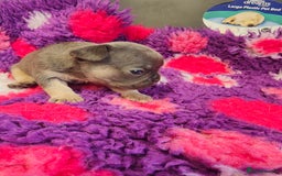 French Bulldog dogs for sale: 💥French bulldog puppies 💥 - Image 7