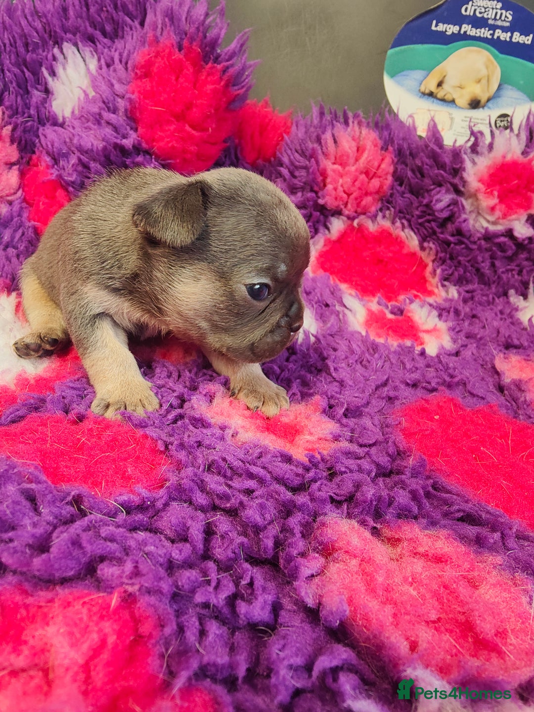 French Bulldog dogs for sale: 💥French bulldog puppies 💥 - Image 7