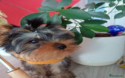 Yorkshire Terrier dogs for sale: Peace of Happiness!!! - Image 4