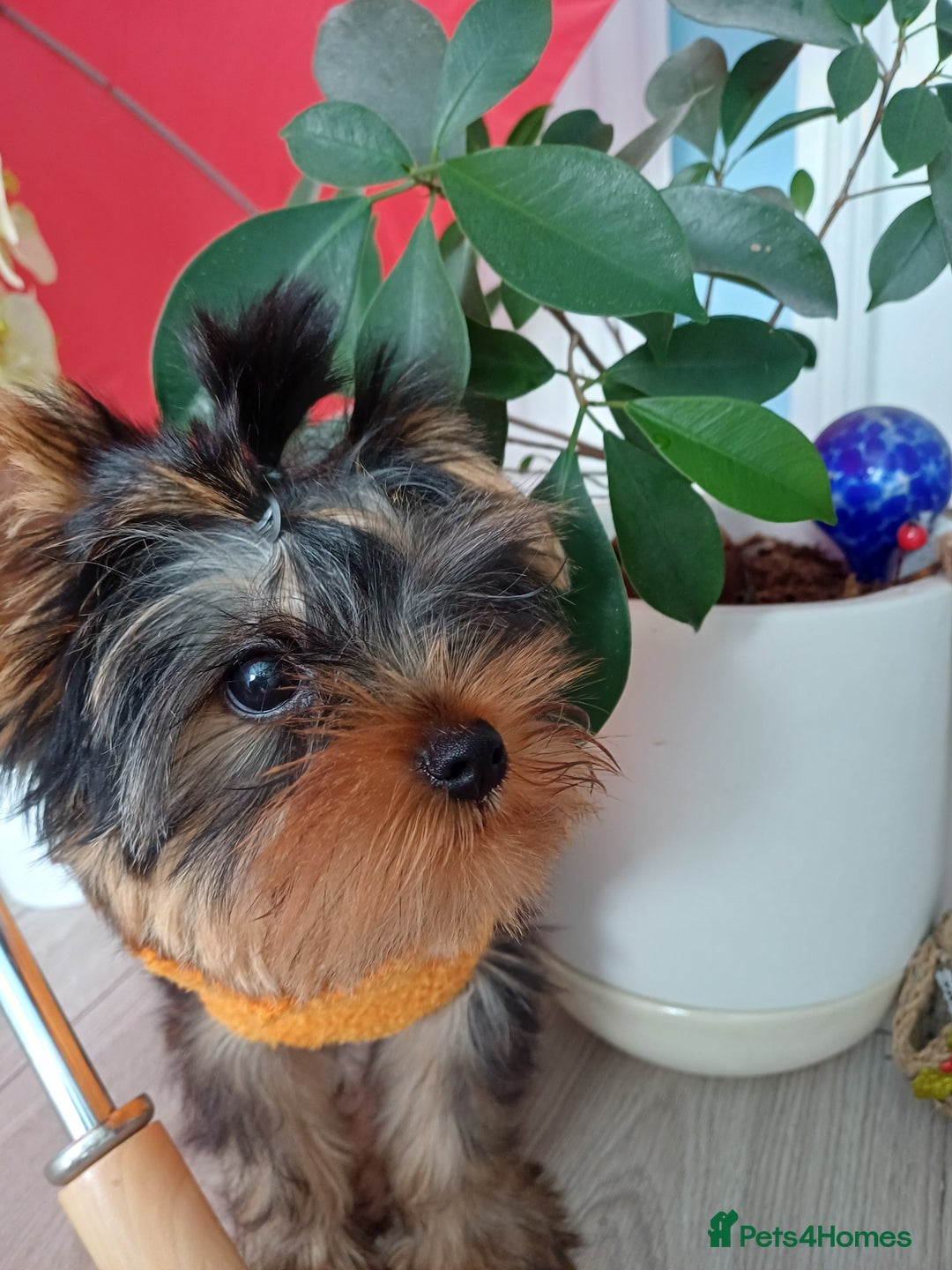 Yorkshire Terrier dogs for sale: Peace of Happiness!!! - Image 4