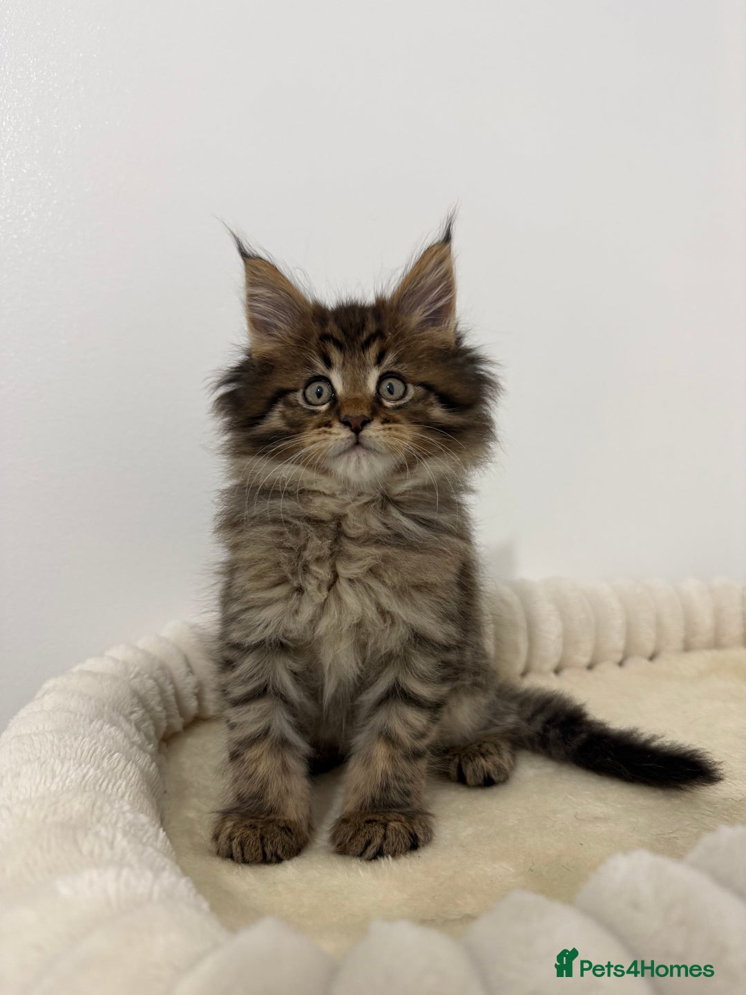 Maine Coon cats for sale: XL RUSSIAN CUBS 🇷🇺💙 - Advert 9