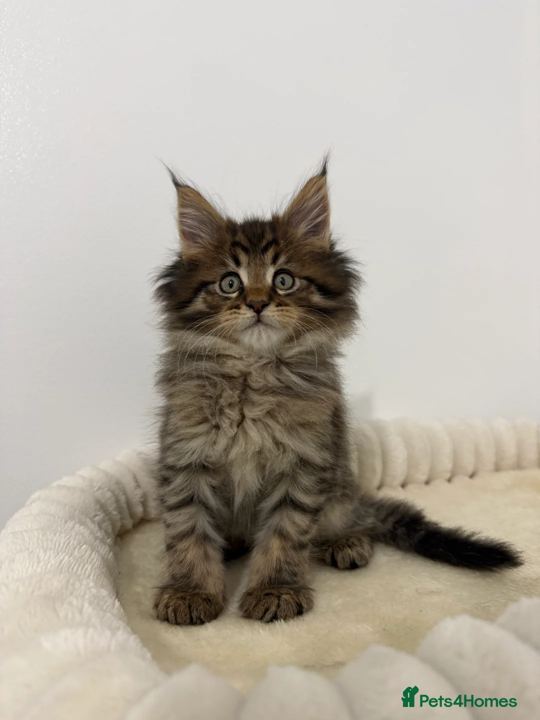 Maine Coon cats for sale: XL RUSSIAN CUBS 🇷🇺💙 - Advert 9