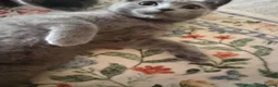 British Shorthair cats for sale: British shorthair chubby kitten for sale in Chessington - Advert 4