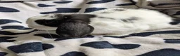 Mini Lop rabbits for sale: Gorgeous black and white mini lop buck. - Advert 2