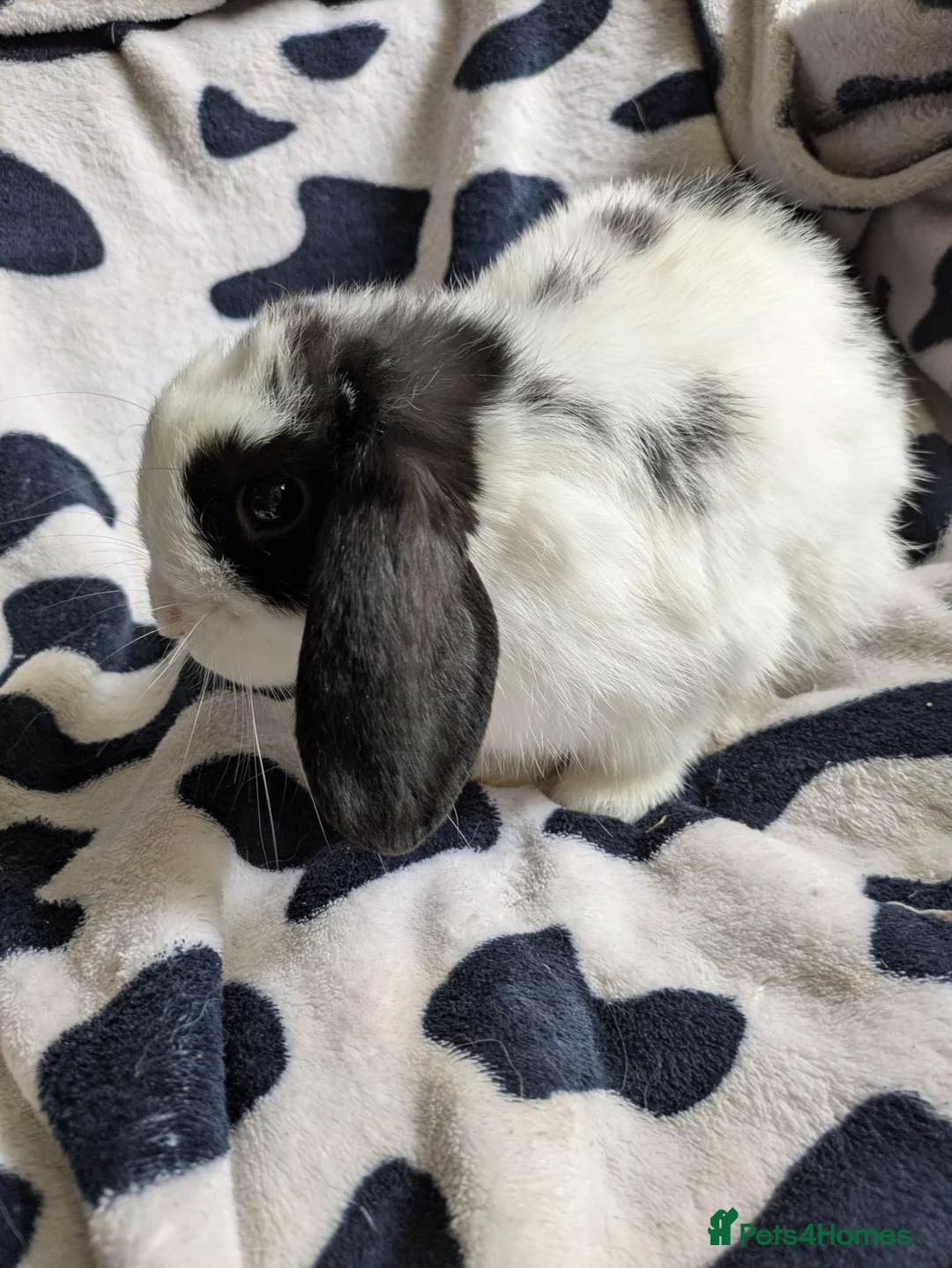 Mini Lop rabbits for sale: Gorgeous black and white mini lop buck. - Advert 2