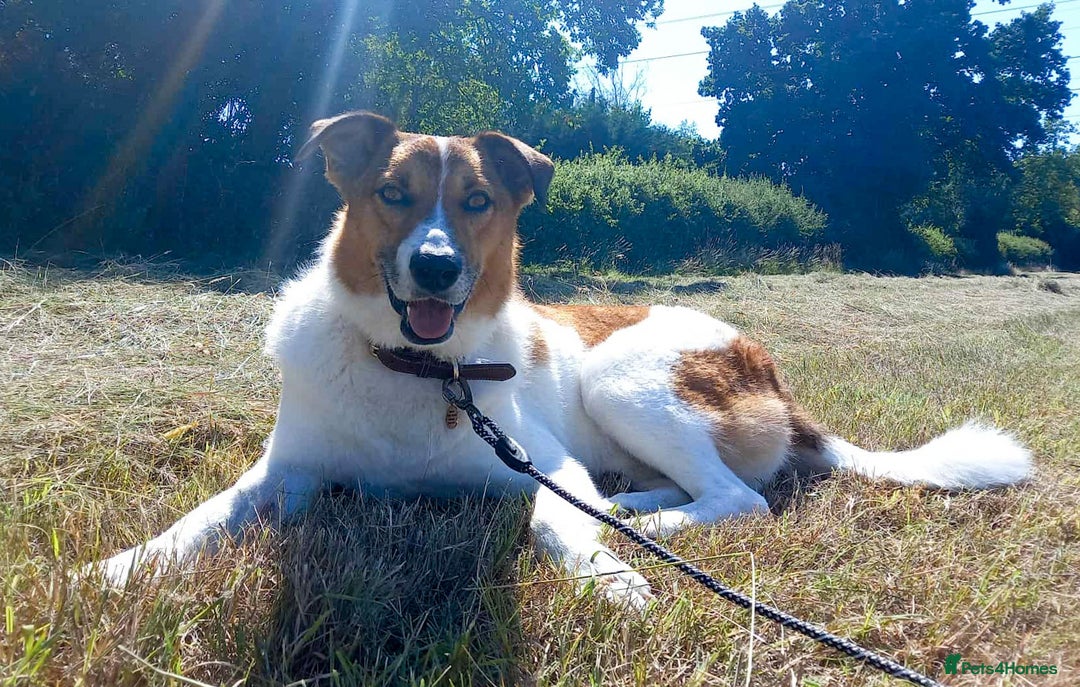 Mixed Breed dogs for adoption: MONTY - big, loving floofball! - Image 5